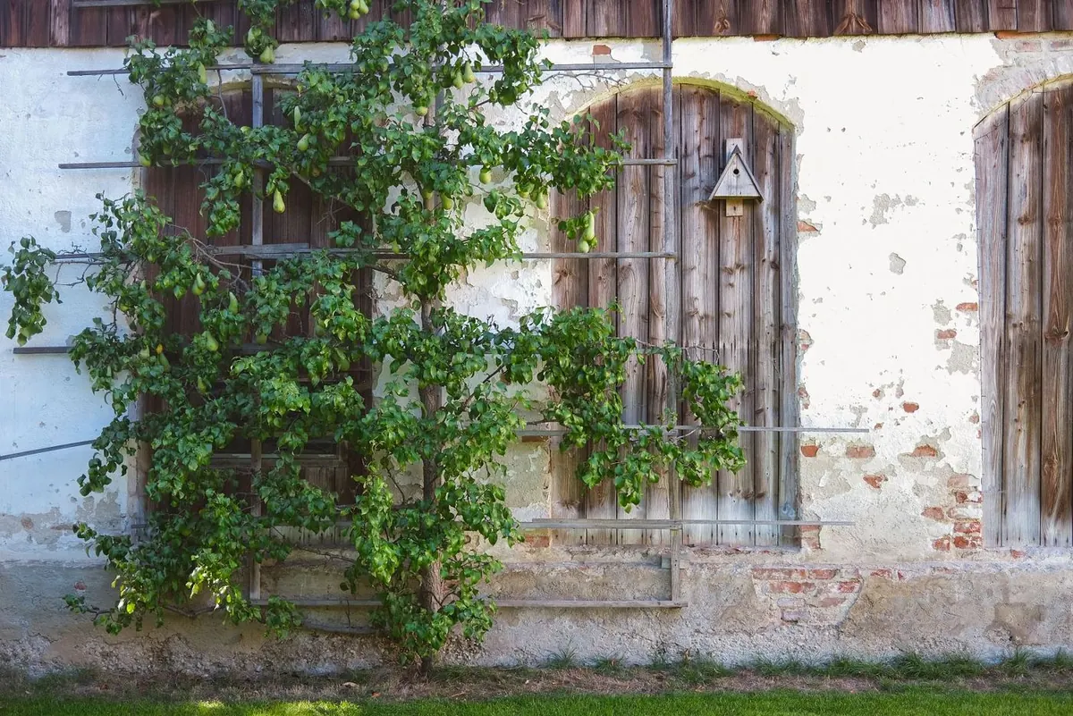 Ein Birnbaum wächst als Spalier an der alten Hofmauer vor einem verwitterten Holztor.
